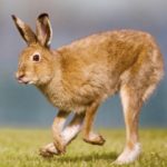 Irish brown hare