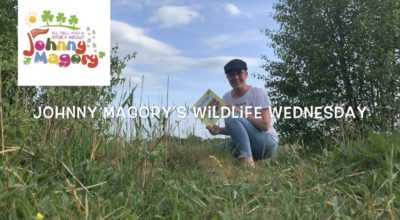 Johnny Magory Wildlife Wednesday Dragonfly