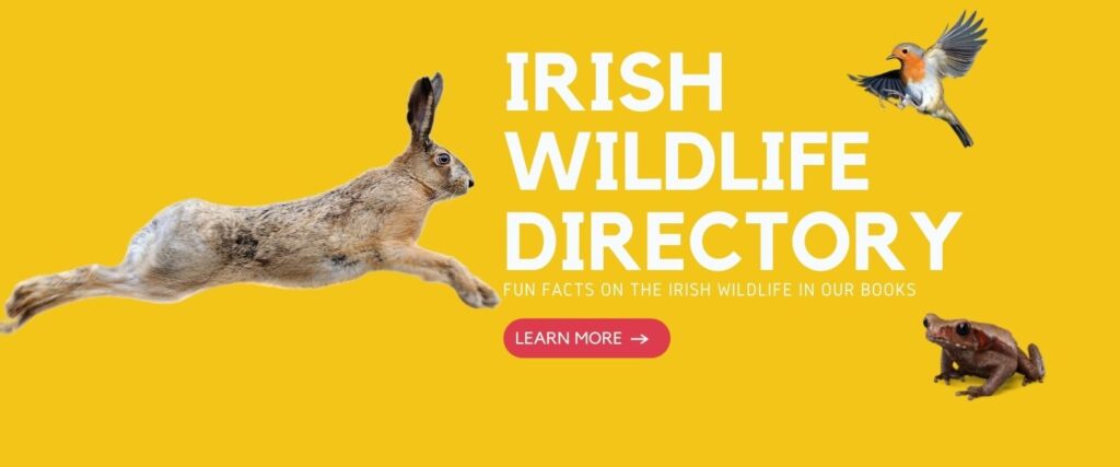 Irish Wildlife Directory for Kids Johnny Magory