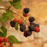 blackberry foraging ireland